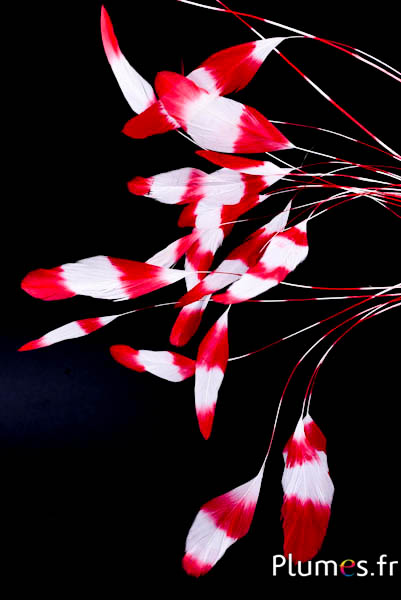 Coquetip - 20-25 cm - blanc-rouge